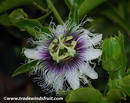 Passiflora Edulis